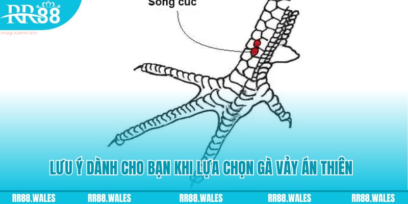 go88 live xổ số đồng nai